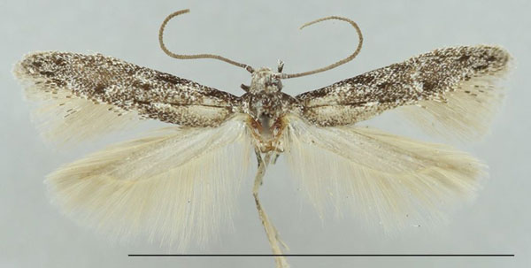 /filer/webapps/moths/media/images/T/tenebrosa_Antoniejanse_HT_TMSA.jpg
