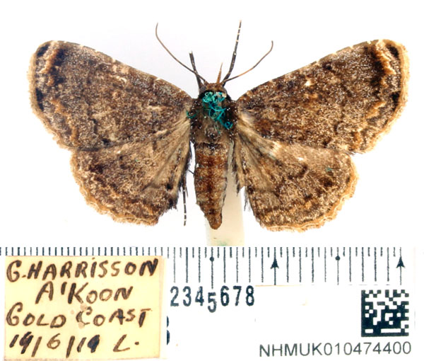 /filer/webapps/moths/media/images/T/tenebrosa_Eutermina_AF_BMNH.jpg