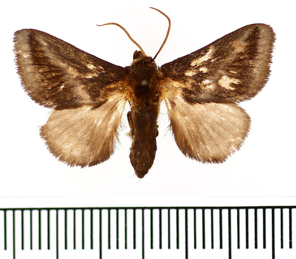 /filer/webapps/moths/media/images/T/tenebrosa_Macrosemyra_AF_BMNH.jpg