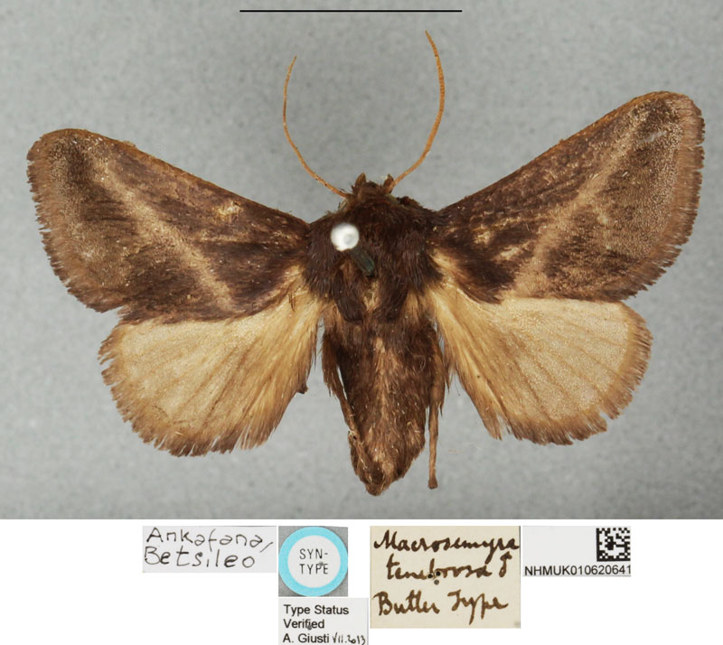 /filer/webapps/moths/media/images/T/tenebrosa_Macrosemyra_LT_BMNH.jpg