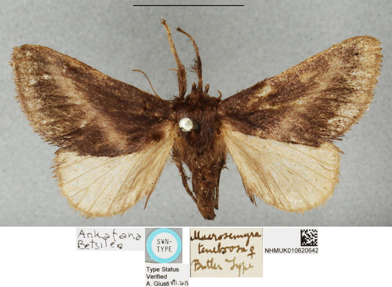 /filer/webapps/moths/media/images/T/tenebrosa_Macrosemyra_PLTF_BMNH.jpg