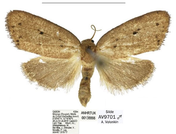 /filer/webapps/moths/media/images/T/tenebrosa_Spatulosia_HT_ANHRT.jpg