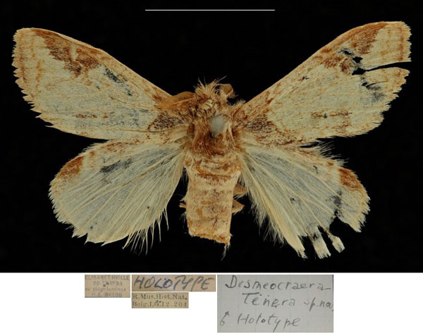 /filer/webapps/moths/media/images/T/tenera_Desmeocraera_HT_RBINSa.jpg