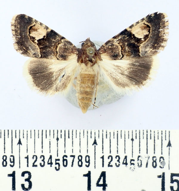 /filer/webapps/moths/media/images/T/tenera_Epharmottomena_AF_BMNH.jpg