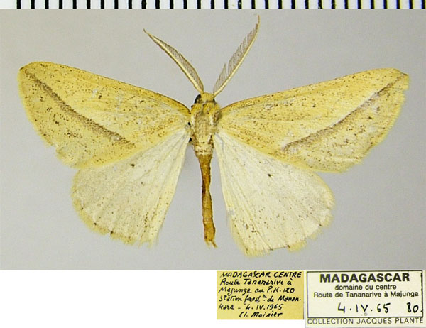 /filer/webapps/moths/media/images/T/tenera_Epigynopteryx_AM_ZSMa.jpg