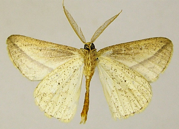 /filer/webapps/moths/media/images/T/tenera_Epigynopteryx_AM_ZSMb.jpg