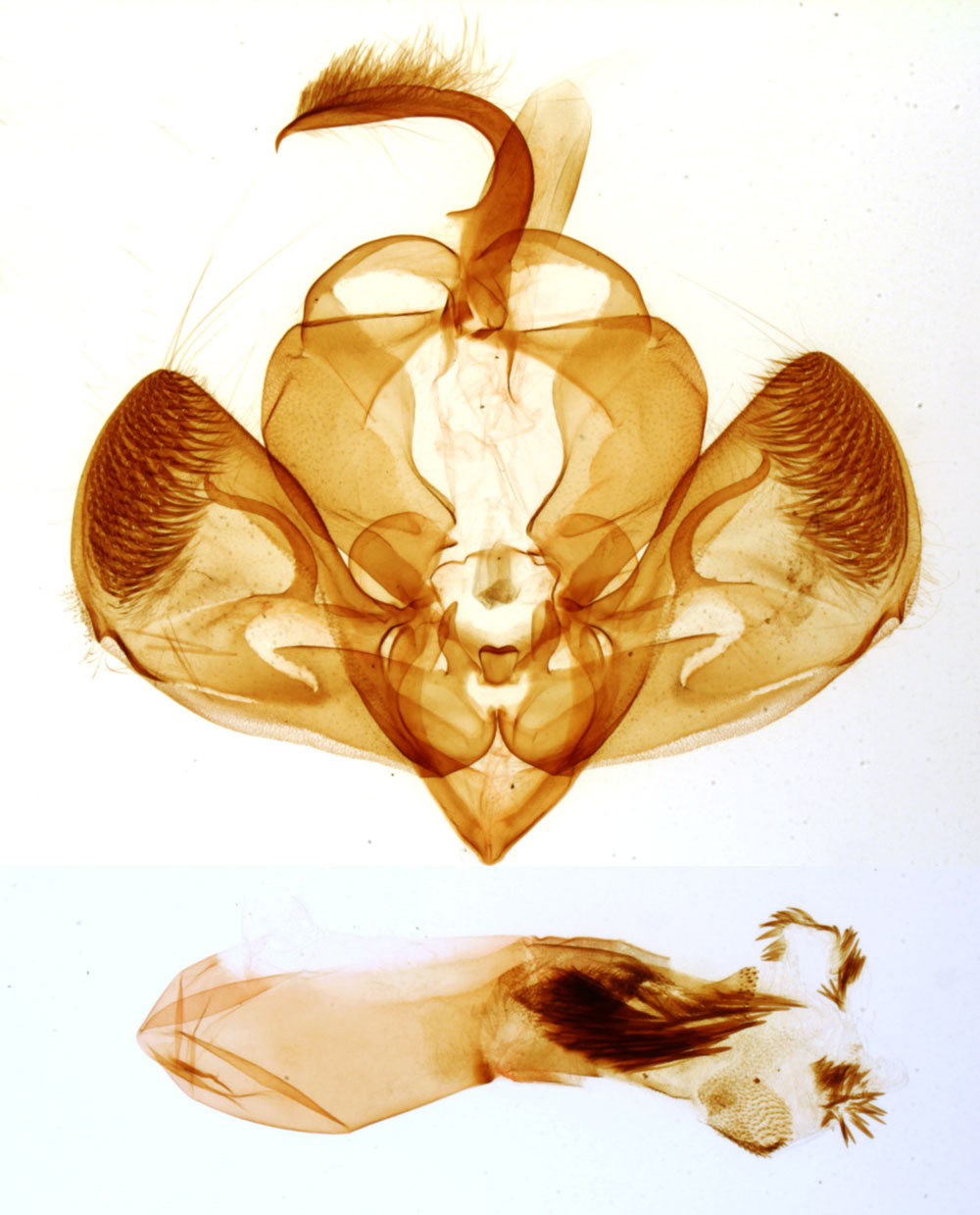 /filer/webapps/moths/media/images/T/tenera_Eutamsia_GMHT_MNHN_4000.jpg