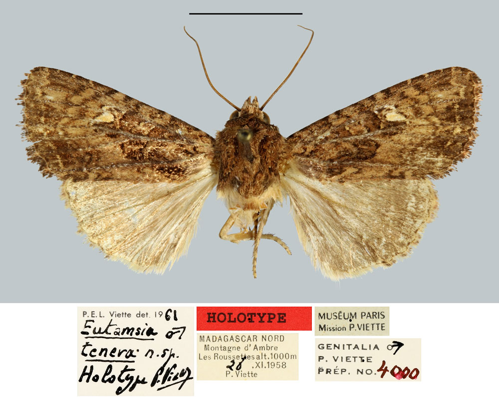 /filer/webapps/moths/media/images/T/tenera_Eutamsia_HT_MNHN.jpg