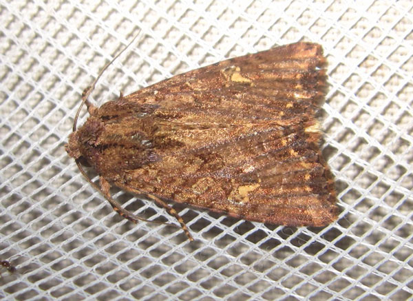 /filer/webapps/moths/media/images/T/tenera_Feliniopsis_A_Bippus.jpg