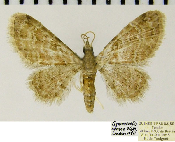 /filer/webapps/moths/media/images/T/tenera_Gymnoscelis_AF_ZSMa.jpg