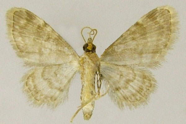 /filer/webapps/moths/media/images/T/tenera_Gymnoscelis_AF_ZSMb.jpg