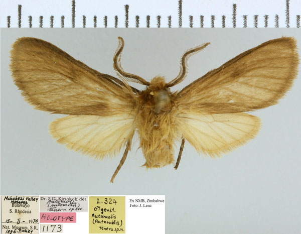 /filer/webapps/moths/media/images/T/tenera_Metarctia_HT_NMB.jpg