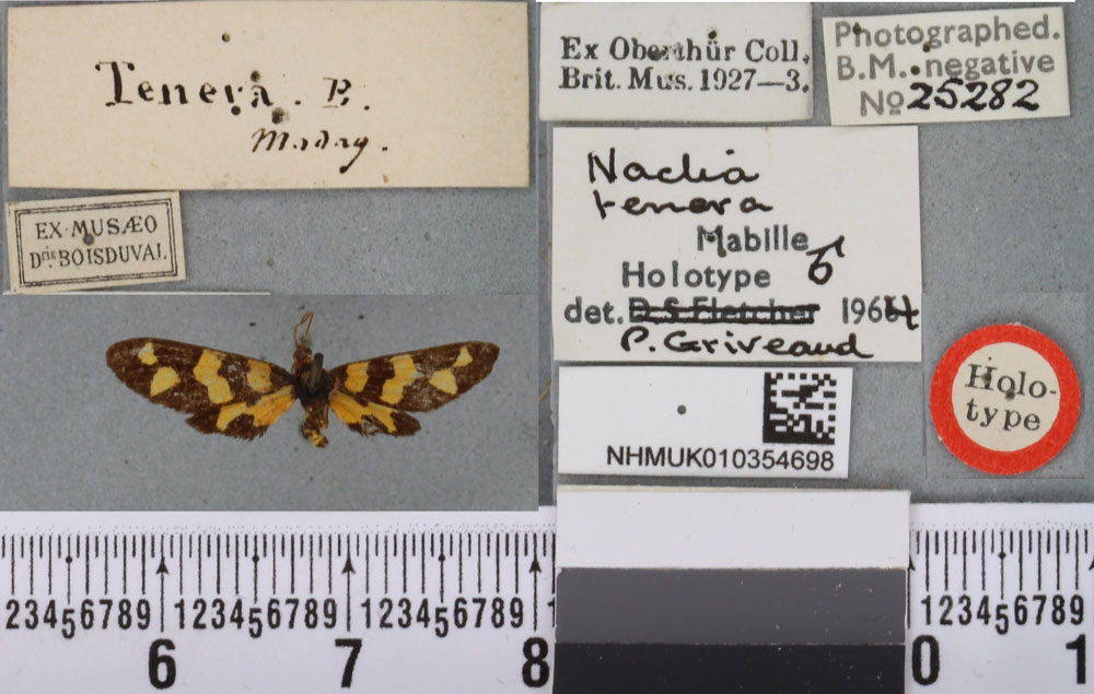 /filer/webapps/moths/media/images/T/tenera_Naclia_HT_BMNHa.jpg