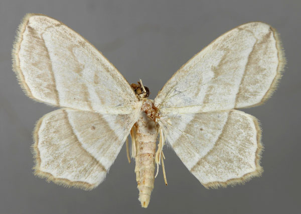 /filer/webapps/moths/media/images/T/tenera_Scopula_A_ZSM_01.jpg