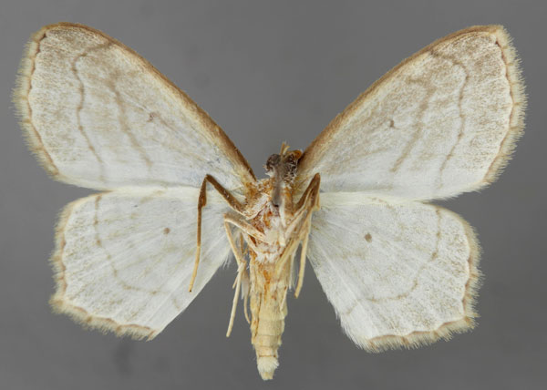 /filer/webapps/moths/media/images/T/tenera_Scopula_A_ZSM_02.jpg