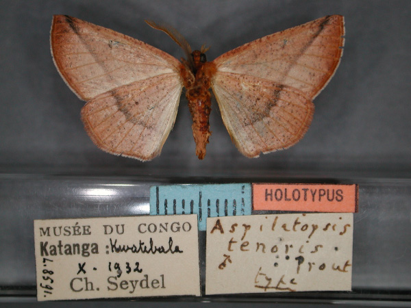 /filer/webapps/moths/media/images/T/tenoris_Drepanogynis_HT_RMCA_02.jpg