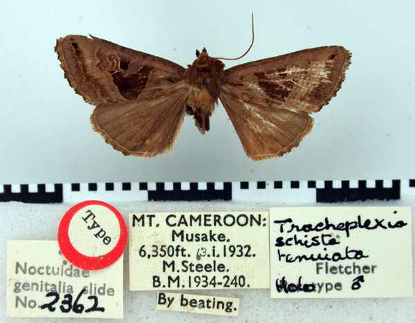 /filer/webapps/moths/media/images/T/tenuiata_Tracheplexia_HT_BMNH.jpg