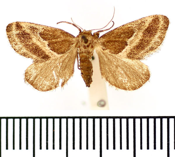 /filer/webapps/moths/media/images/T/tenuifascia_Halseyia_AF_BMNH.jpg