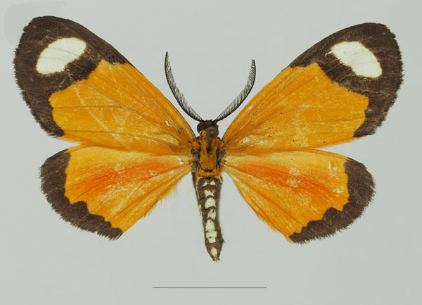 /filer/webapps/moths/media/images/T/tenuifascia_Mesomima_AM_Basquin_02a.jpg