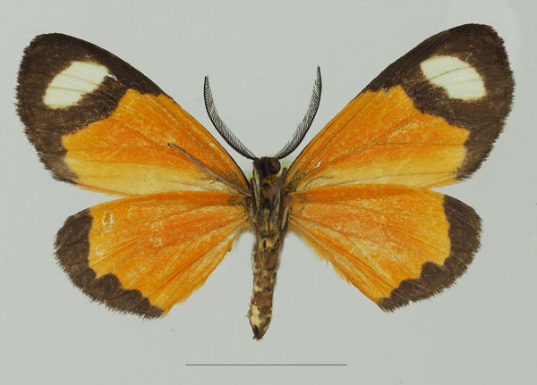 /filer/webapps/moths/media/images/T/tenuifascia_Mesomima_AM_Basquin_02b.jpg