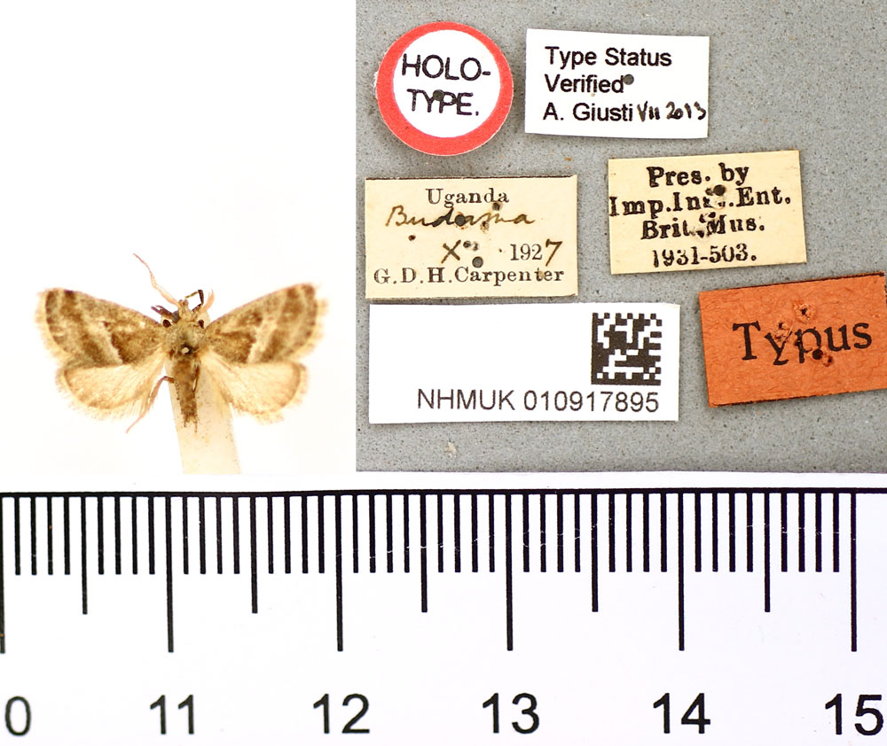 /filer/webapps/moths/media/images/T/tenuifascia_Paryphanta_HT_BMNH.jpg