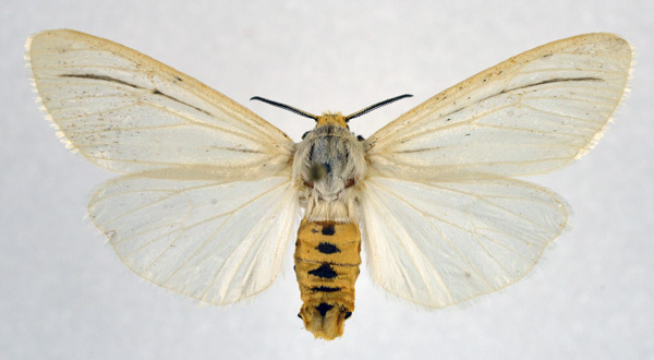 /filer/webapps/moths/media/images/T/tenuifasciata_Acantharctia_AF_NHMO.jpg