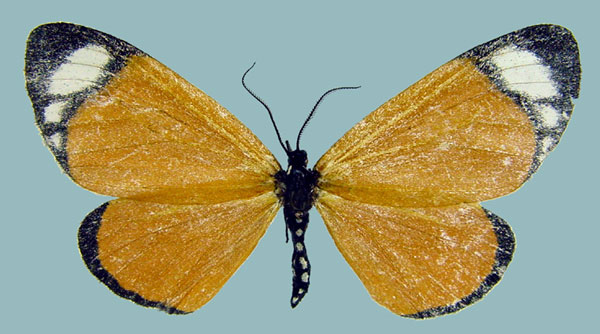 /filer/webapps/moths/media/images/T/tenuimargo_Aletis_AF_ZSM.jpg