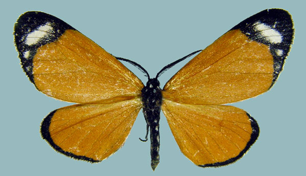 /filer/webapps/moths/media/images/T/tenuimargo_Aletis_AM_ZSMa.jpg