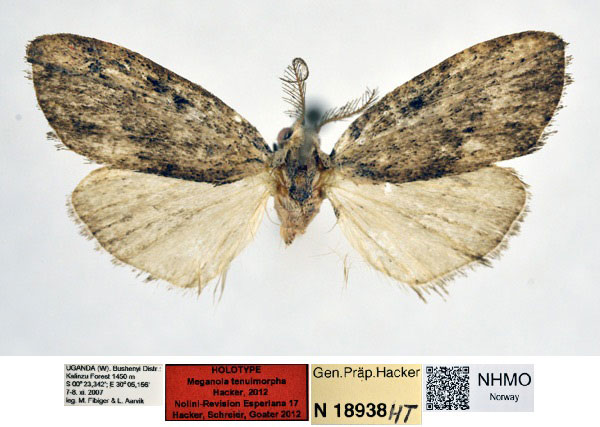 /filer/webapps/moths/media/images/T/tenuimorpha_Meganola_HT_NHMO_j2E1mDA.jpg