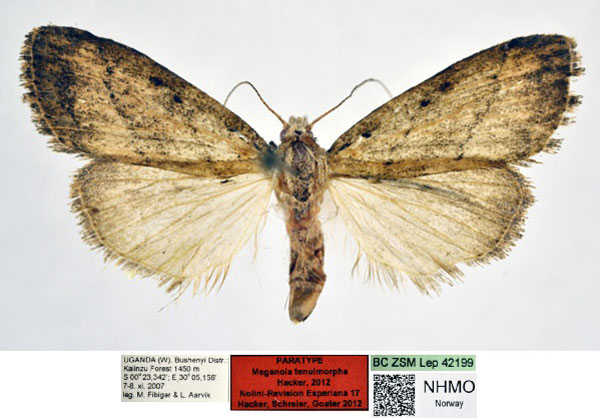 /filer/webapps/moths/media/images/T/tenuimorpha_Meganola_PT_NHMO_no1dxf1.jpg