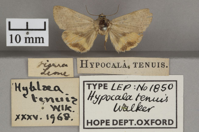 /filer/webapps/moths/media/images/T/tenuis_Hyblaea_HTF_OUMNHa_01.jpg