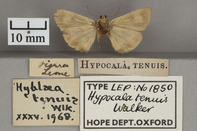 /filer/webapps/moths/media/images/T/tenuis_Hyblaea_HTF_OUMNHb_01.jpg