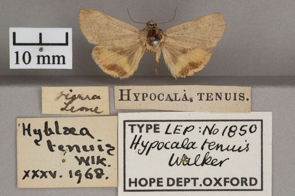 /filer/webapps/moths/media/images/T/tenuis_Hypocala_HT_OUMNH_01.jpg