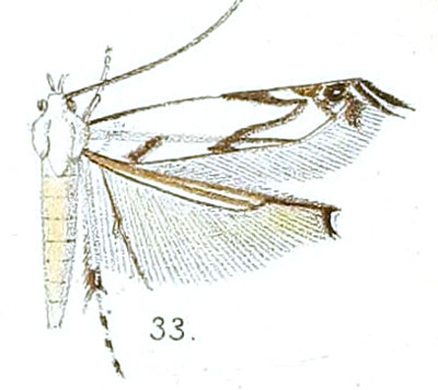 /filer/webapps/moths/media/images/T/tenuis_Polyhymno_STM_Walsingham_4-33.jpg
