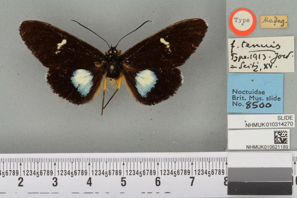 /filer/webapps/moths/media/images/T/tenuis_Rothia_HT_BMNHa.jpg