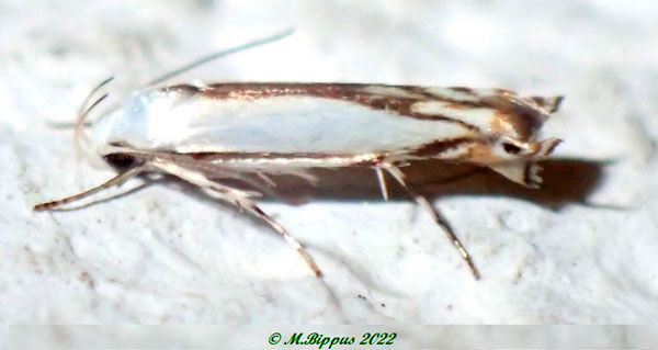 /filer/webapps/moths/media/images/T/tenuis_Thiotricha_A_Bippus_02.jpg