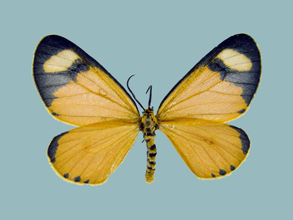 /filer/webapps/moths/media/images/T/tenuis_Zerenopsis_AF_Staude.jpg