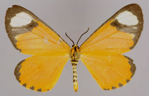 /filer/webapps/moths/media/images/T/tenuis_Zerenopsis_A_ZSM_01.jpg