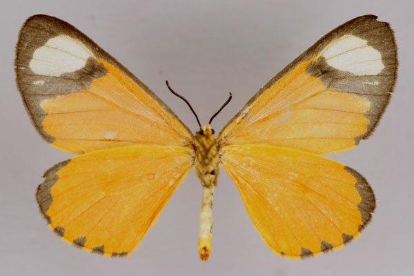 /filer/webapps/moths/media/images/T/tenuis_Zerenopsis_A_ZSM_02.jpg
