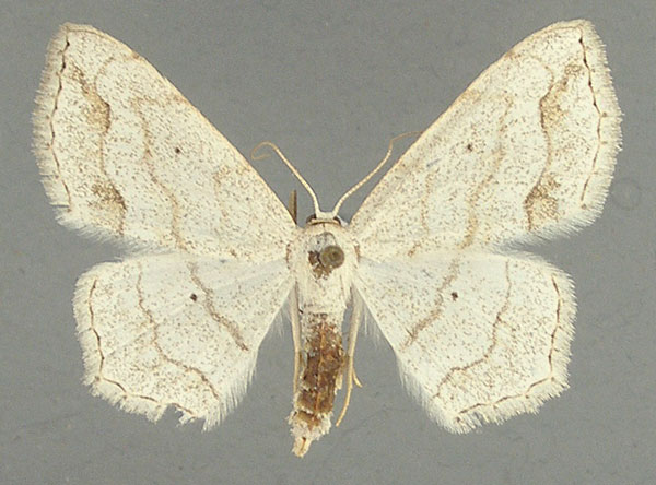 /filer/webapps/moths/media/images/T/tenuiscripta_Scopula_AF_TMSA.jpg