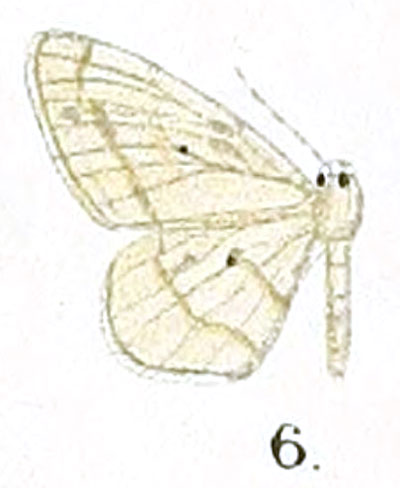 /filer/webapps/moths/media/images/T/tenuiscripta_Scopula_HT_Prout_16-6.jpg