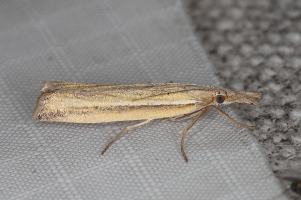 /filer/webapps/moths/media/images/T/tenuistriga_Crambus_AF_Heynsa.jpg