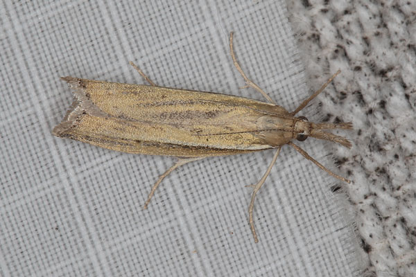 /filer/webapps/moths/media/images/T/tenuistriga_Crambus_AF_Heynsb.jpg