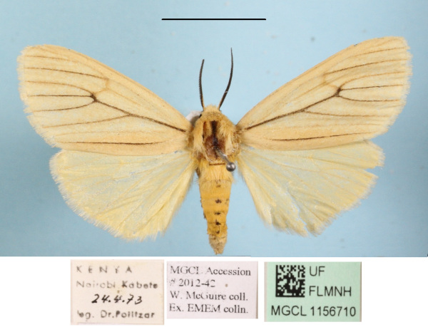 /filer/webapps/moths/media/images/T/tenuistrigata_Estigmene_AF_MGCLa_01.JPG