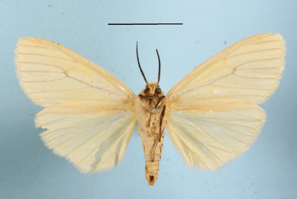 /filer/webapps/moths/media/images/T/tenuistrigata_Estigmene_AF_MGCLb_01.JPG