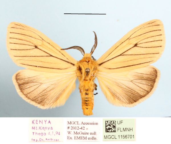 /filer/webapps/moths/media/images/T/tenuistrigata_Estigmene_AM_MGCLa_03.JPG