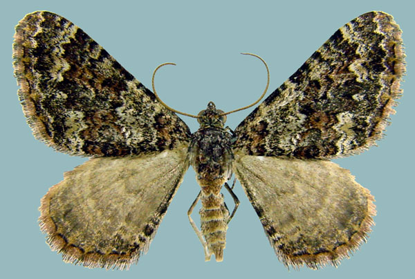 /filer/webapps/moths/media/images/T/tepescens_Mimoclystia_AF_ZSMa.jpg