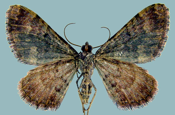 /filer/webapps/moths/media/images/T/tepescens_Mimoclystia_AF_ZSMb.jpg
