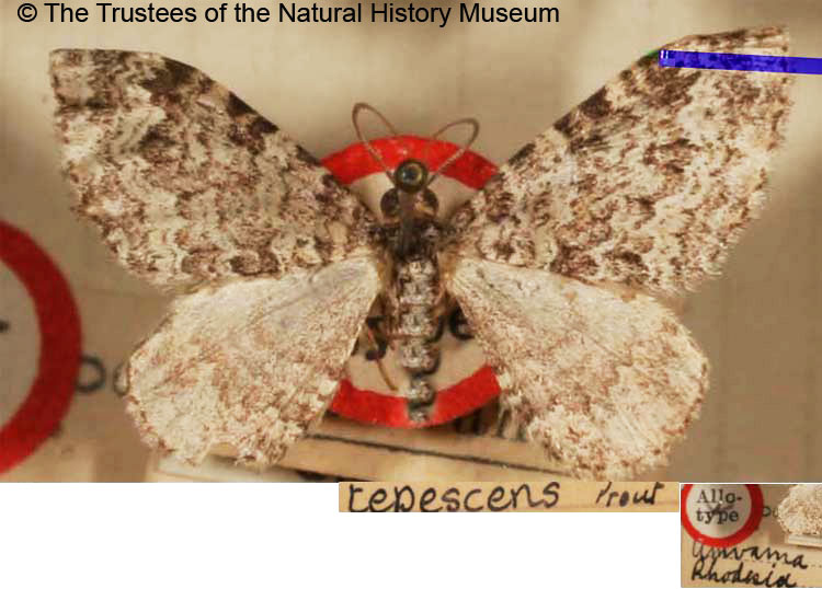 /filer/webapps/moths/media/images/T/tepescens_Mimoclystia_HT_BMNH.jpg