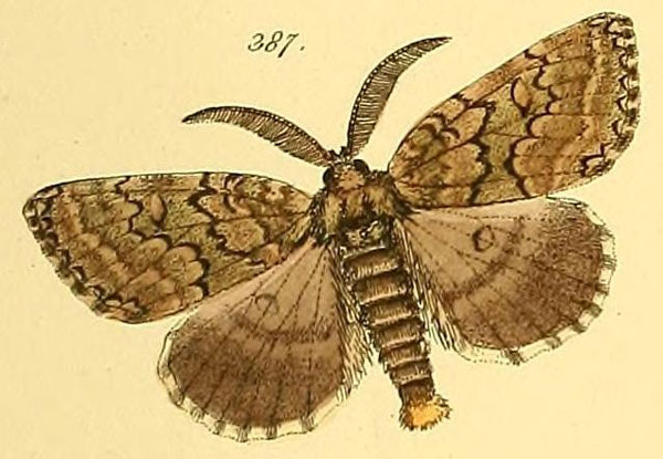 /filer/webapps/moths/media/images/T/tephra_Laelia_HT_HS_91_387.jpg